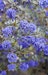 Wintergrüne Säckelblume 'Blue Sapphire'®Bild