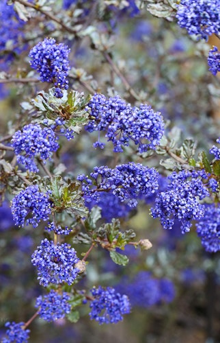 Wintergrüne Säckelblume 'Blue Sapphire'® Bild