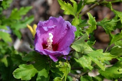 Garten-Eibisch 'Russian Violet'