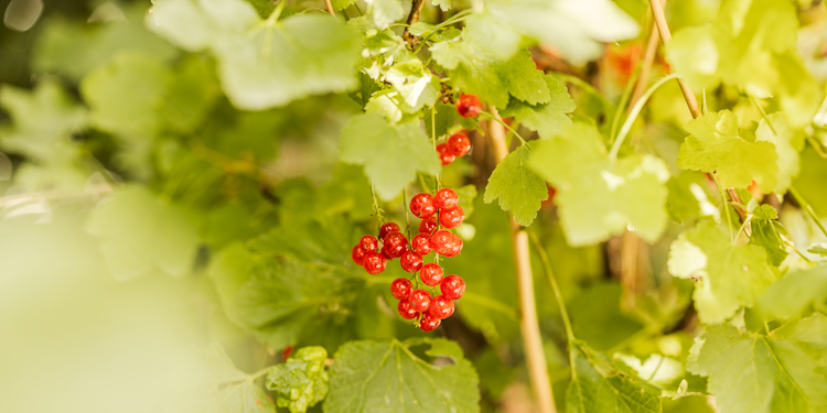 Rote Johannisbeere Kimiko