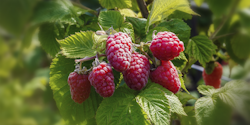 Sallys stachellose Sommerhimbeere Nara