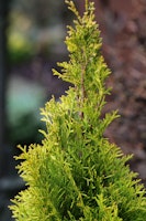 Gelbnadeliger Lebensbaum 'Golden Brabant'® Pflanzengröße: ca. 80-100 cm