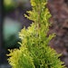 Gelbnadeliger Lebensbaum 'Golden Brabant'® Pflanzengröße: ca. 80-100 cmBild