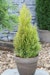 Gelbnadeliger Lebensbaum 'Golden Smaragd'® Pflanzengröße ca.80-100 cmBild