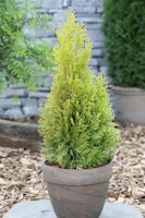 Gelbnadeliger Lebensbaum 'Golden Smaragd'® Pflanzengröße ca.80-100 cm