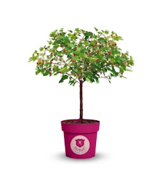 Himbeerbaum 'Raspbeary'®