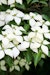 Chinesischer Blumen-Hartriegel 'Weiße Fontaine'Bild