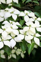 Chinesischer Blumen-Hartriegel 'Weiße Fontaine'