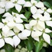 Chinesischer Blumen-Hartriegel 'Weiße Fontaine'Bild