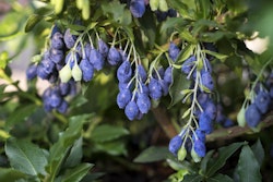 4-Monats-Heidelbeere 'Lucky Berry'®