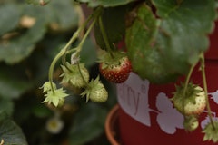 4-Monats-Erdbeere 'Lucky Berry'® Zubehörbild