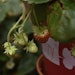 4-Monats-Erdbeere 'Lucky Berry'® Bild