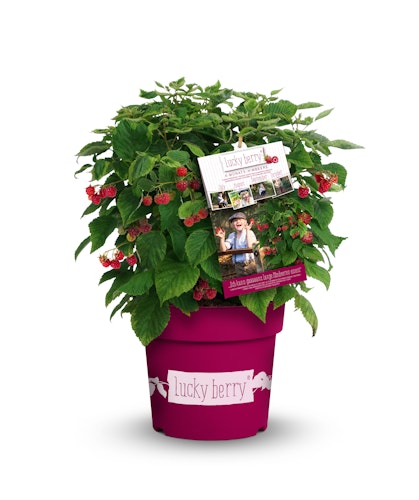 4-Monats-Himbeere 'Lucky Berry'®  Bild