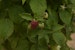 4-Monats-Himbeere 'Lucky Berry'® Bild