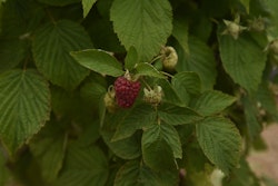 4-Monats-Himbeere 'Lucky Berry'® 