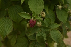 4-Monats-Himbeere 'Lucky Berry'® Zubehörbild