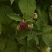 4-Monats-Himbeere 'Lucky Berry'® Bild
