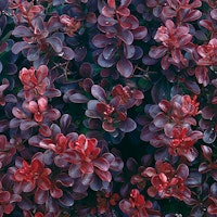 Rote Zwergberberitze 'Atropurpurea Nana'