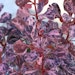 Panaschierte Berberitze 'Rose Glow'Bild