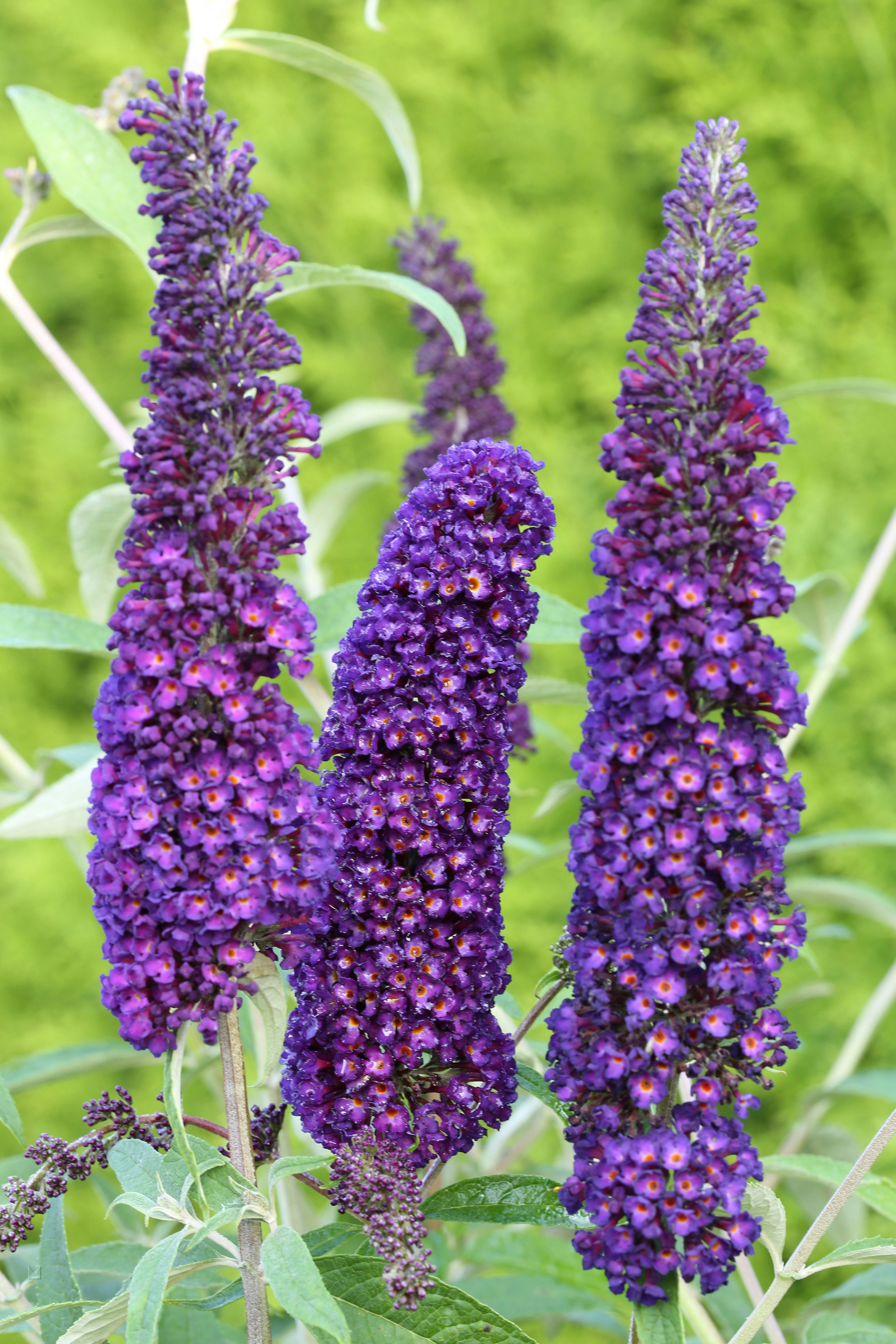 Sommerflieder 'Black Knight'