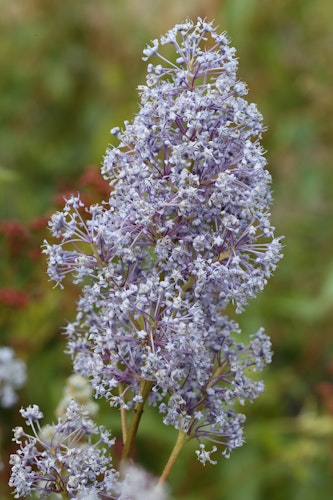 Säckelblume 'Gloire de Versailles' Bild