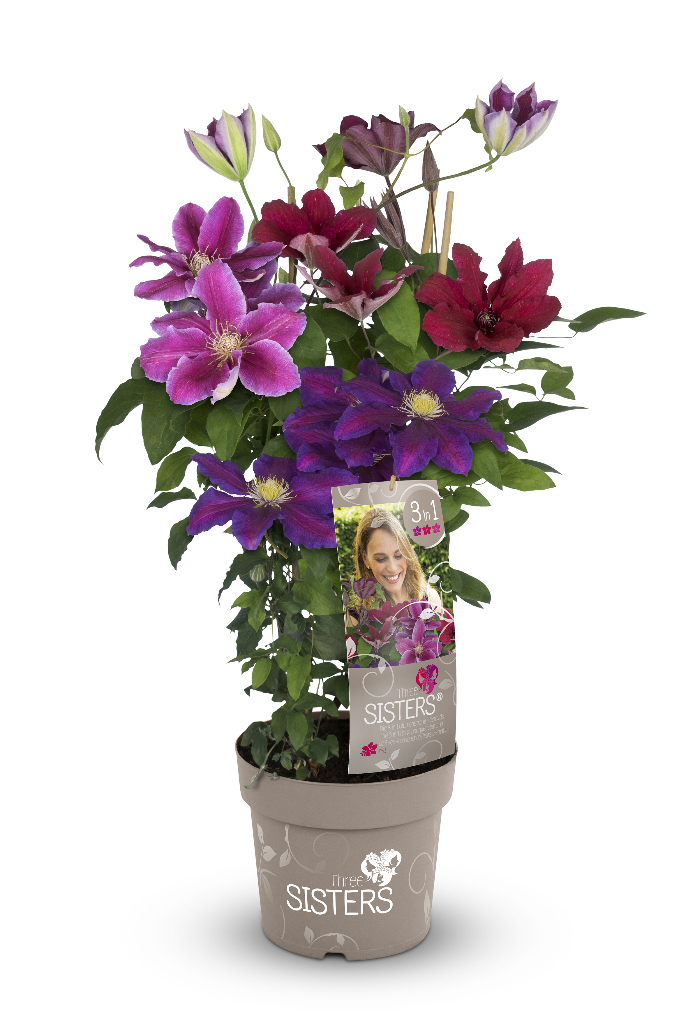 Dreifarbige Waldrebe 'Three Sisters'®