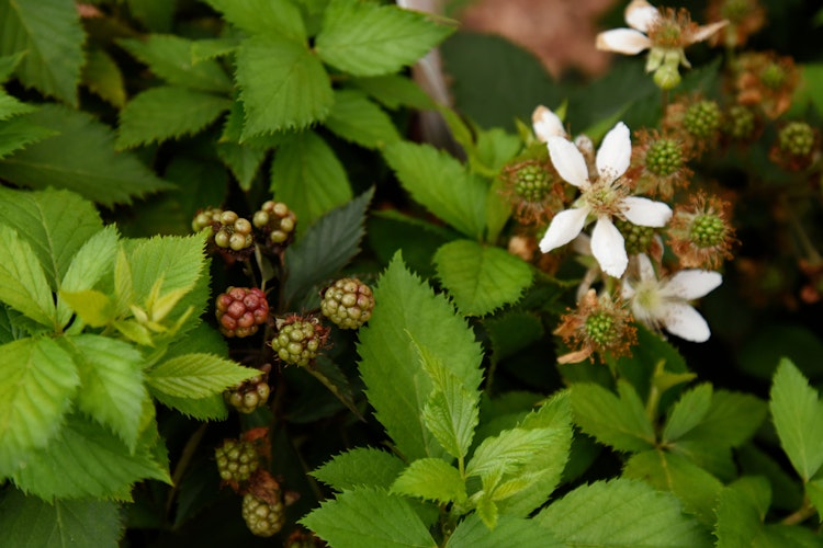 4-Monats-Brombeere 'Lucky Berry'® Bild