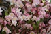 Zwerg-Mailbumenstrauch 'Yuki Cherry Blossom'®(S)Bild
