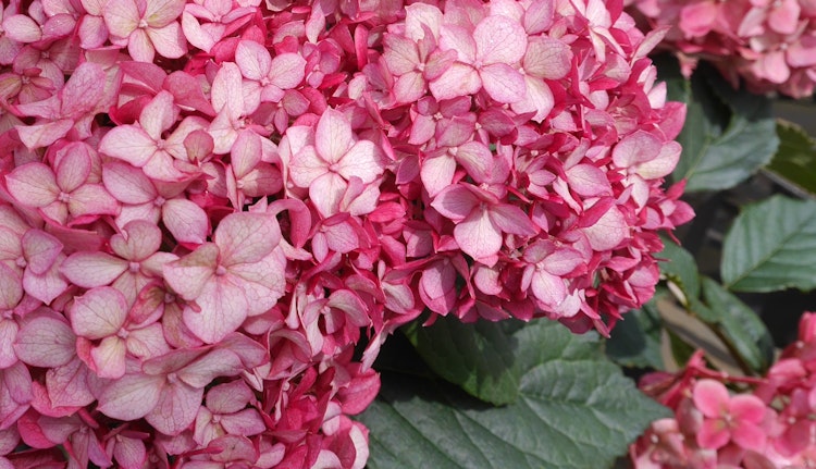 Schneeballhortensie 'Ruby Annabelle'® Bild