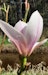 Tulpenmagnolie 'Heaven Scent'Bild
