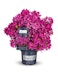 Rhododendron pon. 'Grazeasy® Dark Pink'Bild
