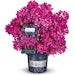 Rhododendron pon. 'Grazeasy® Dark Pink'