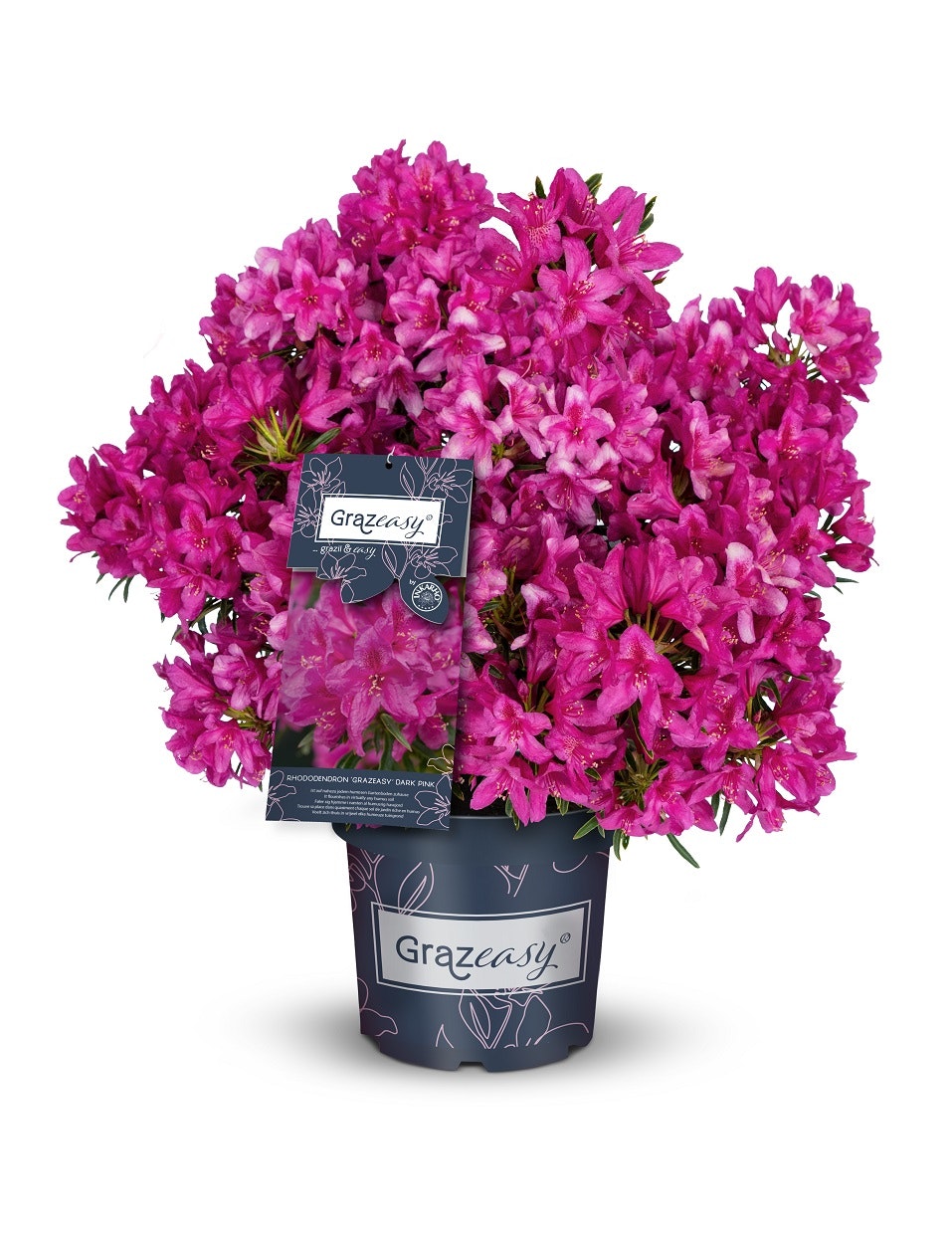 Rhododendron pon. 'Grazeasy® Dark Pink'