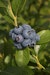 Heidelbeere 'Bluecrop' FruchtbengelBild