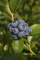 Heidelbeere 'Bluecrop' Fruchtbengel