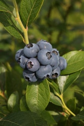 Heidelbeere 'Bluecrop' Fruchtbengel