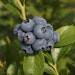 Heidelbeere 'Bluecrop' FruchtbengelBild