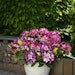 Großblumige Alpenrose 'Happy Dendron'® Pushy PurpleBild
