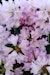 Großblumige Alpenrose 'Lila Dufthecke'Bild
