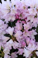 Großblumige Alpenrose 'Lila Dufthecke'