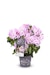 Großblumige Alpenrose 'Rosa Dufthecke'Bild