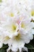 Großblumige Alpenrose 'Weiße Dufthecke'Bild