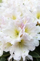 Großblumige Alpenrose 'Weiße Dufthecke'