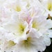 Großblumige Alpenrose 'Weiße Dufthecke'Bild