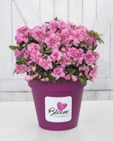 Japanische Azalee 'BloomChampion® Pink' Höhe 25-30 cm