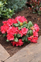 Zwerg-Rhododendron 'Scarlet Wonder' 