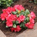 Zwerg-Rhododendron 'Scarlet Wonder' Bild