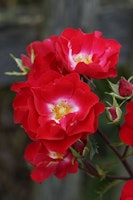 Rose Rosy Boom® 'La Belle Rouge'® (rot)
