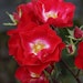 Rose Rosy Boom® 'La Belle Rouge'® (rot)Bild