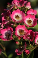 Rose Rosy Boom® 'Ohara'® (dunkelrosa)